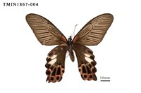 藏品(臺灣鳳蝶)的圖片